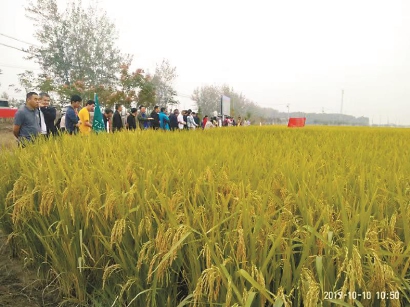 沪研“节水抗旱稻”香飘全国300万亩